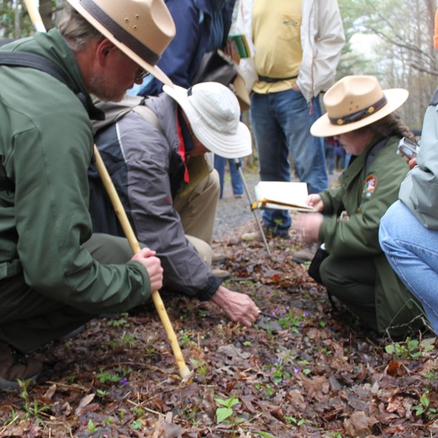 rangers and visitors examine a wildflower