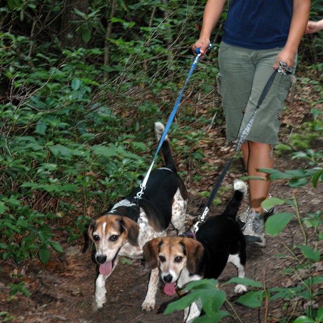 Person and two dogs on leashes hiking through the forest