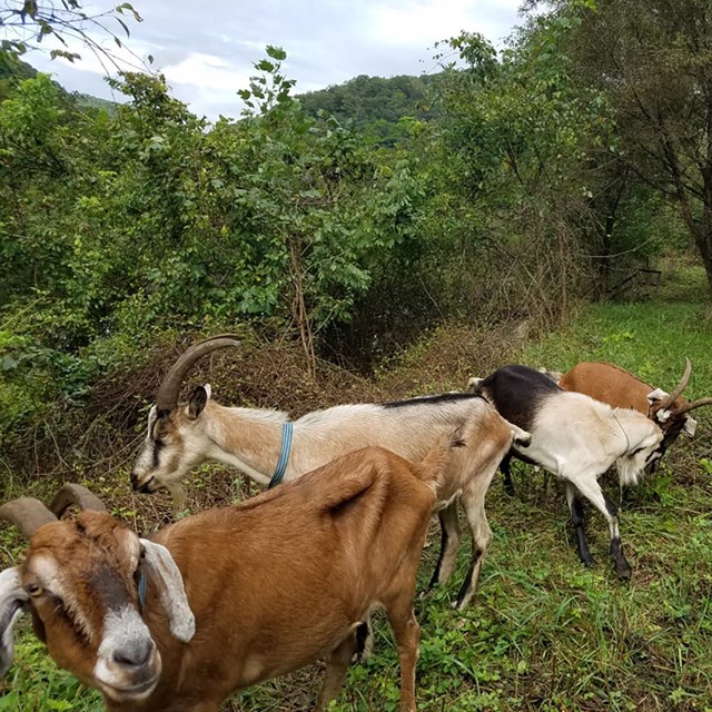 Five goats in a vegetation filled area munching on the greenery