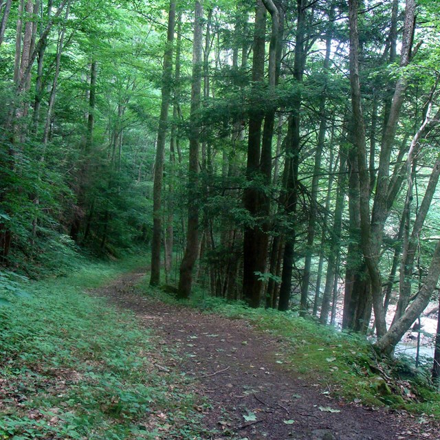 trail trough forest