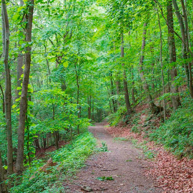 dirt road through forest