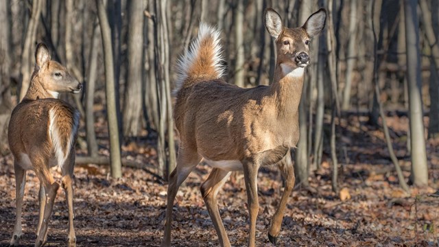 White-tailed Deer