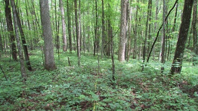 Seedlings proliferate in this forest scene. NPS photo.