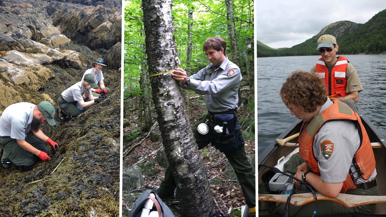 Monitoring methods in coastal, forest, and lake communities in NETN parks