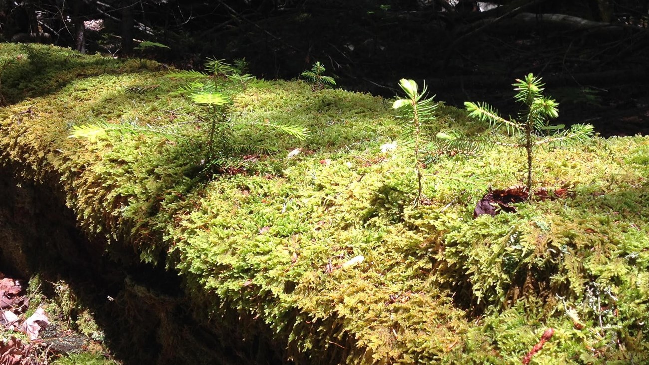 conifer seedlings grow on a nurse log