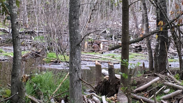 A beaver pond