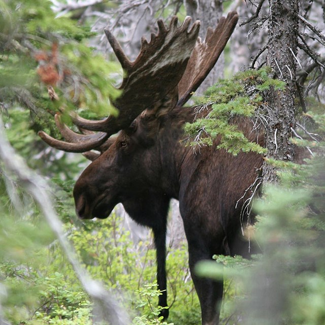 A large bulls moose stands in a spruce forest.