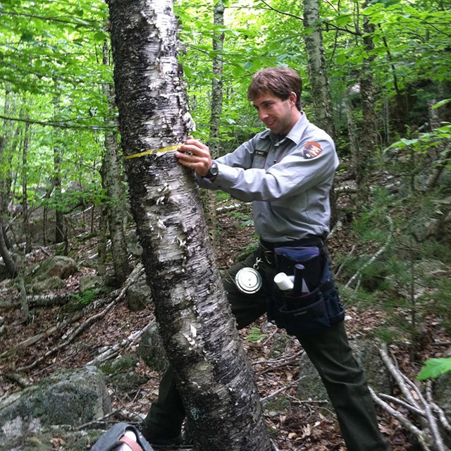 Measuring the DBH of a birch tree.