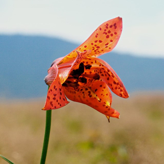 Gray's Lily. Jon Erickson photo