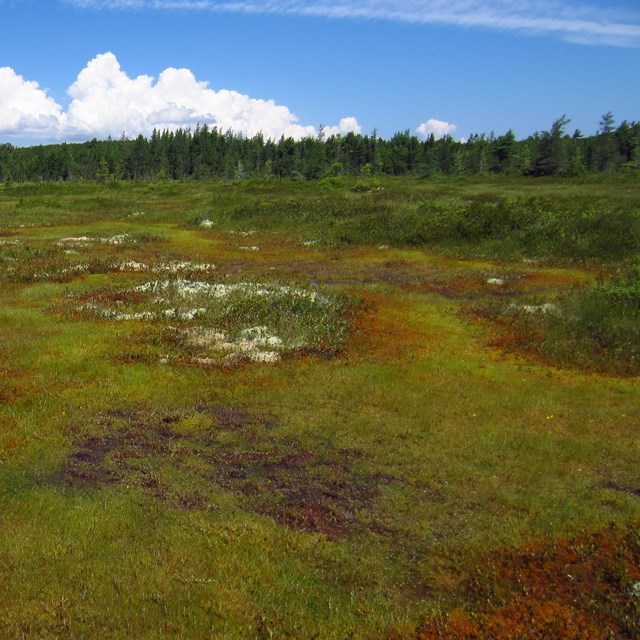 Freshwater Wetland