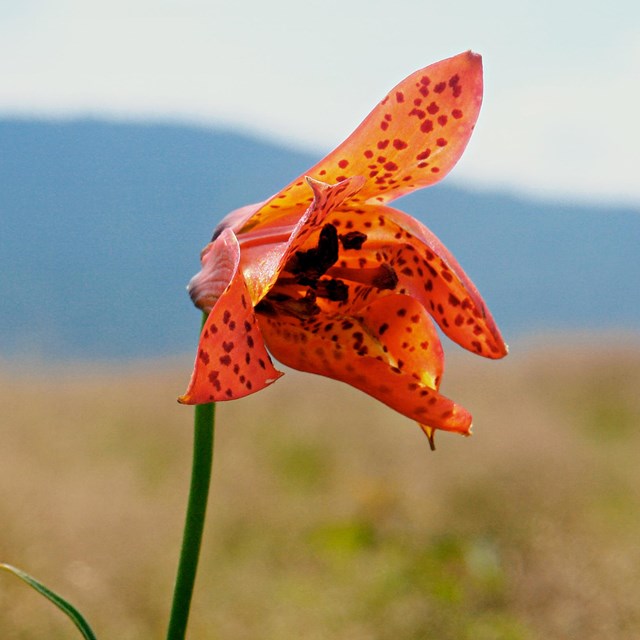 Gray's Lilly - Jon Erickson photo