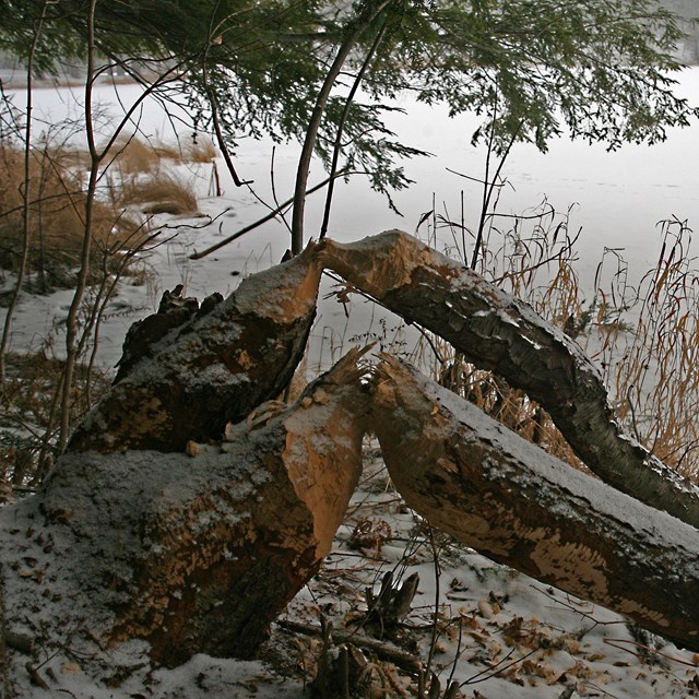 Beaver-chewed trees