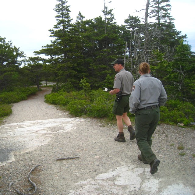 Acadia trail