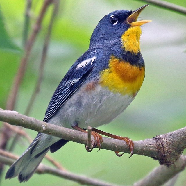 Northern Parula. Isaac Sanchez photo.