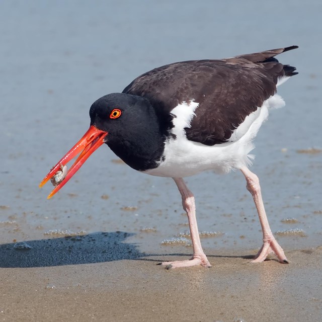 American Oystercatcher. Kelly Colgan Azar photo.