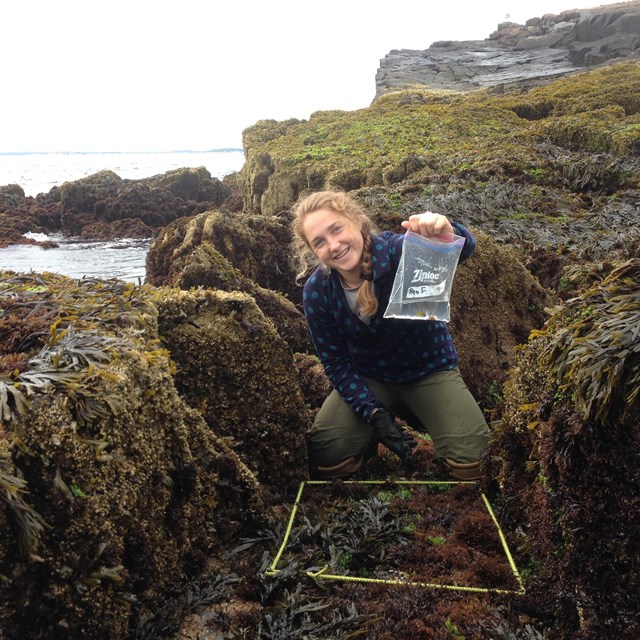 Snail collecting in Boston Harbor