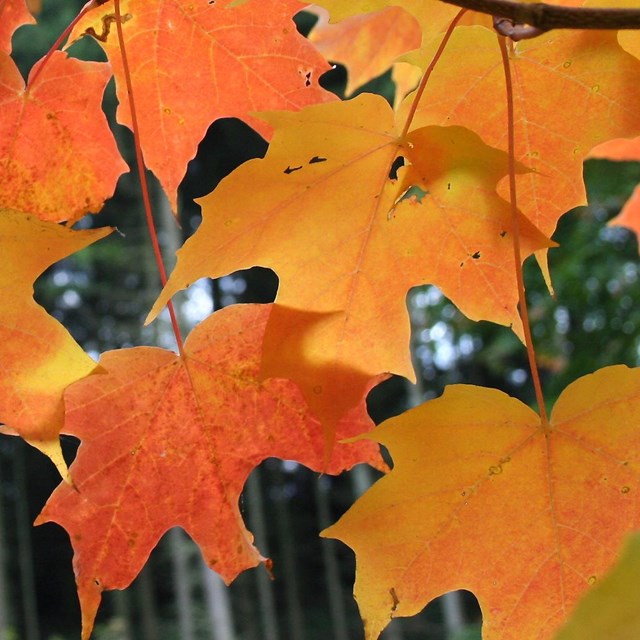 Sugar maple leaves in fall.