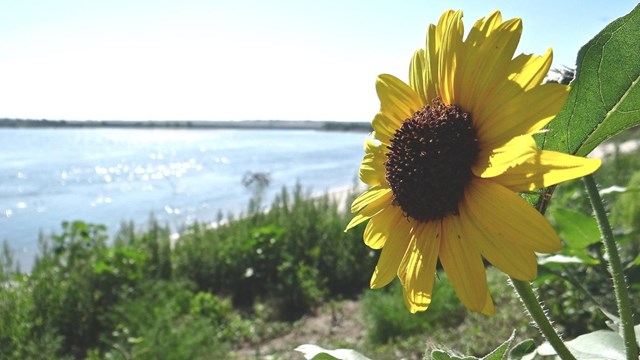 Large yellow flower in the foreground with a wide river and green vegetation in the distance