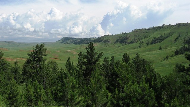 Green rolliing hills with pine trees in the foreground, and under a cloudy sky