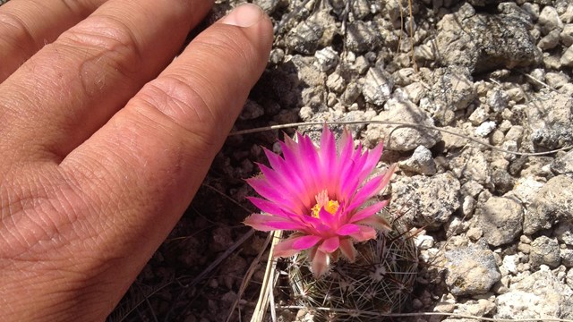 A hand on the bare stony ground next to a tiny catctus that has one bright pink flower