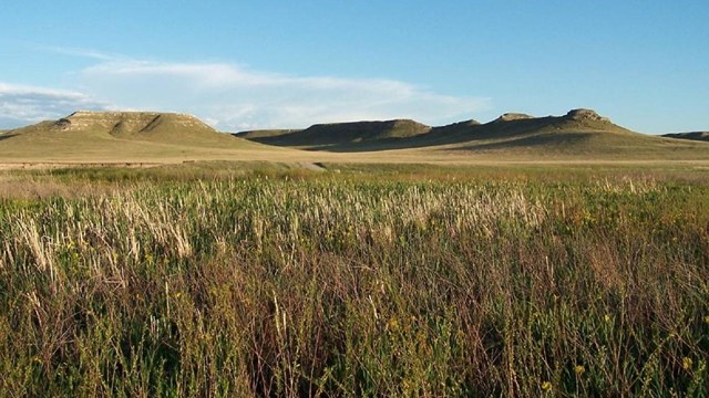 Grassy plains with some low hills in the background