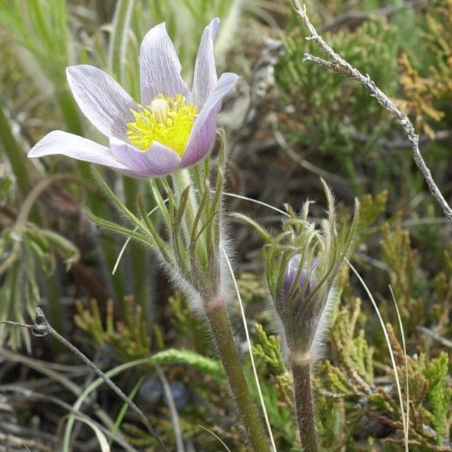 close up of a purple flower with yellow center and hairy stem