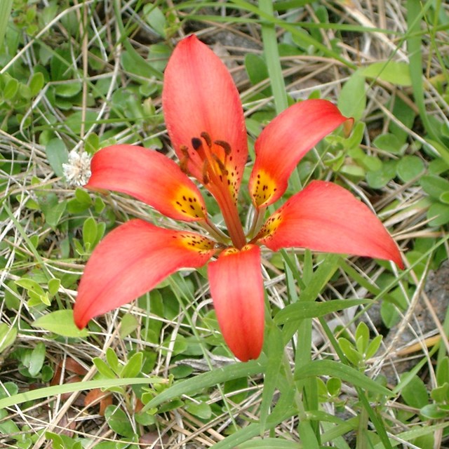 Large red flower surrounded by grass