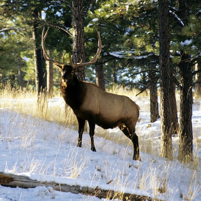 Elk standing in a pine forest with a blanket of snow on the ground