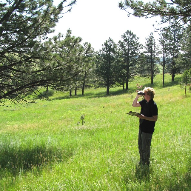 Person in a meadow with a few pine trees, looking through binoculars, holding a clipboard