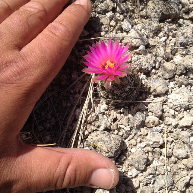 A hand on the bare stony ground next to a tiny catctus that has one bright pink flower