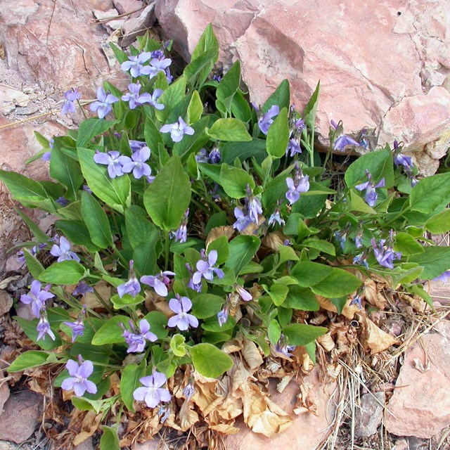 Small green plant with purple flowers growing out of a rock crevice