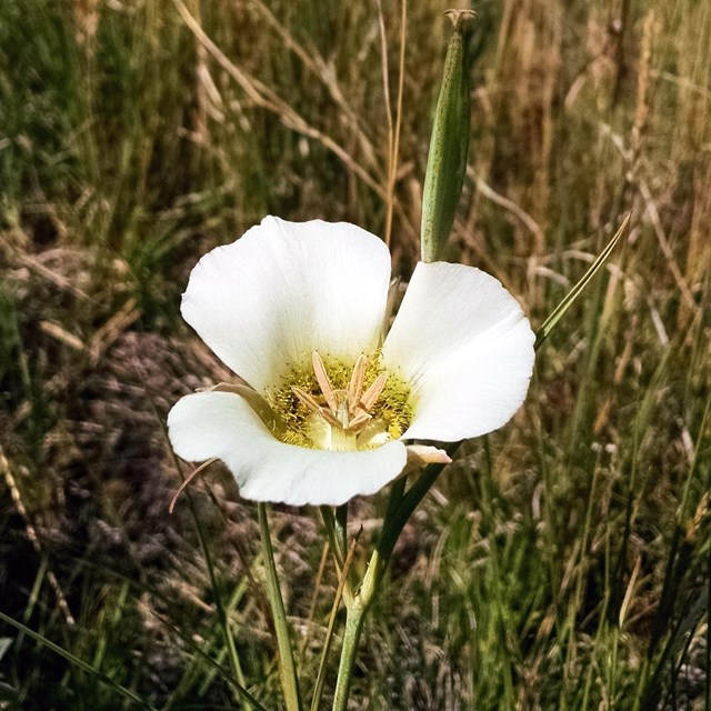 close up of a white lily surrounded by grass