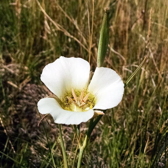 Close up of a white lily flower surrounded by grass
