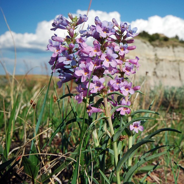 Closeup of a flowering plant with bluffs in the background