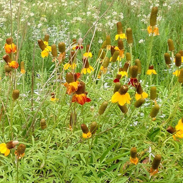 close up of yellow and red flowers in green grassland