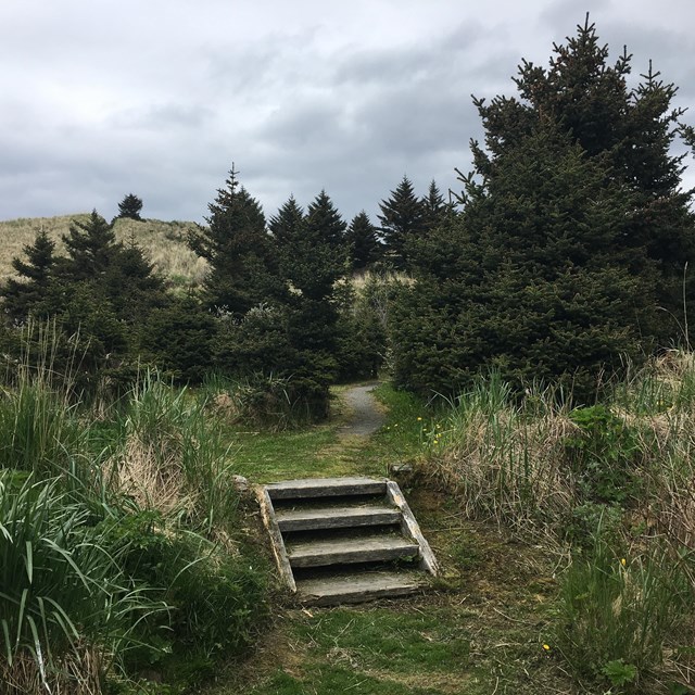 A photo of four wooden steps leading to a trail through a grove of short spruce trees.