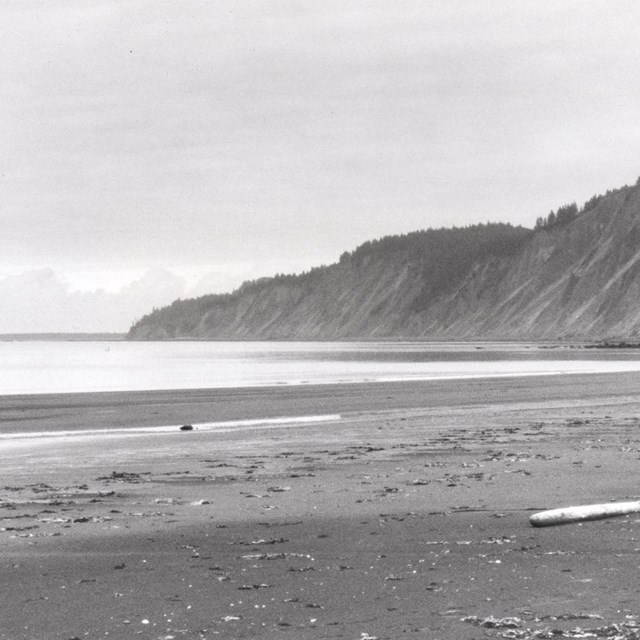 Black and white photo of a sandy beach with driftwood and seaweed. Mountains are on the coast line i