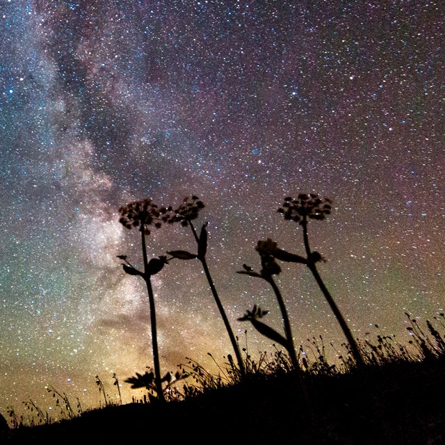 silhouettes of flowering plants against a spectacular night sky with the milky way clearly visible