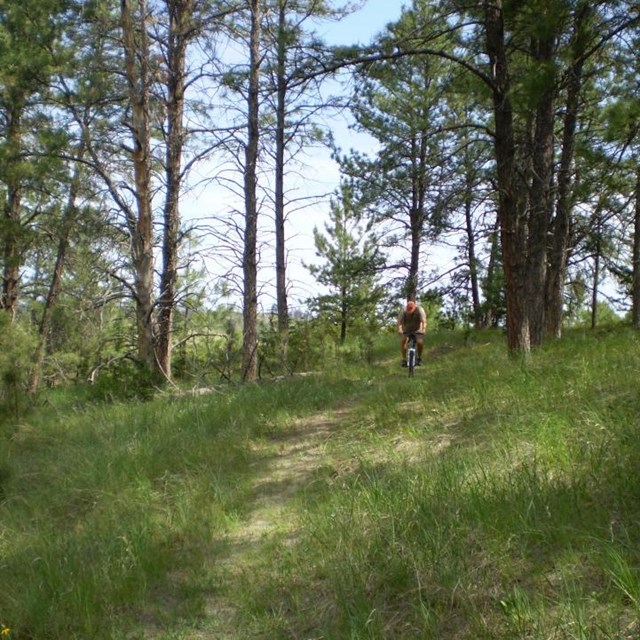Man on bike on skinny dirt path through grass with trees and blue sky behind.