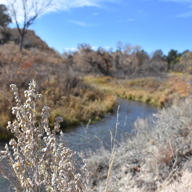 A tuft of grass displays prominently in front of Minnechaduza Creek