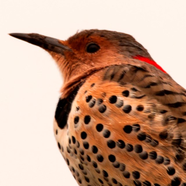 A northern flicker, a type of woodpecker, sits on a post.