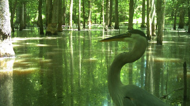 A great blue heron standing in a flooded forest. 