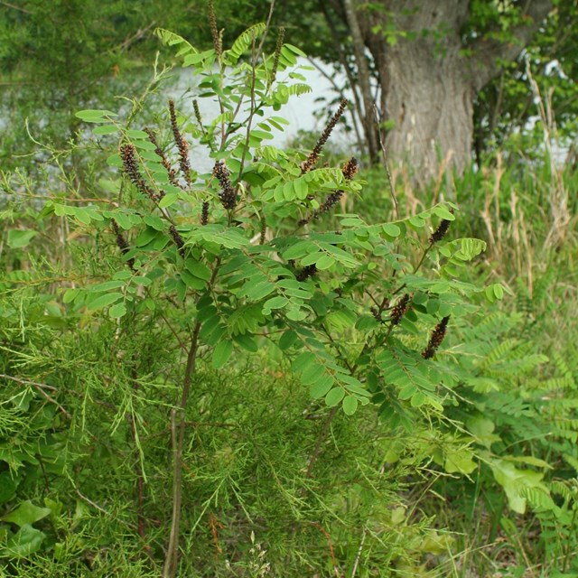 A woody plant with compound leaves and deep purple flower spikes.