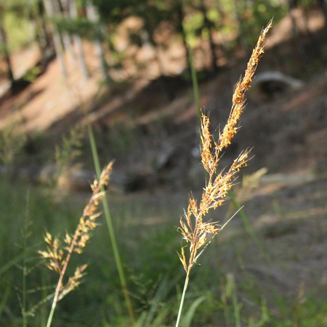 Two golden grass plumes.