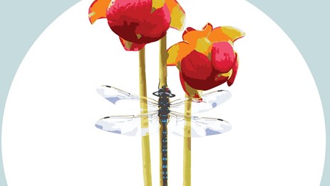 Graphic of pitcher plant and dragonfly