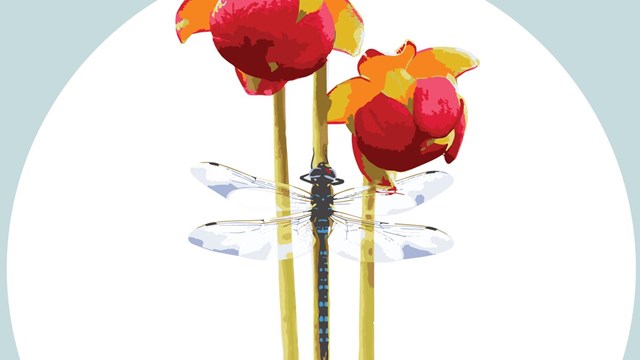 graphic of pitcher plants and dragonfly