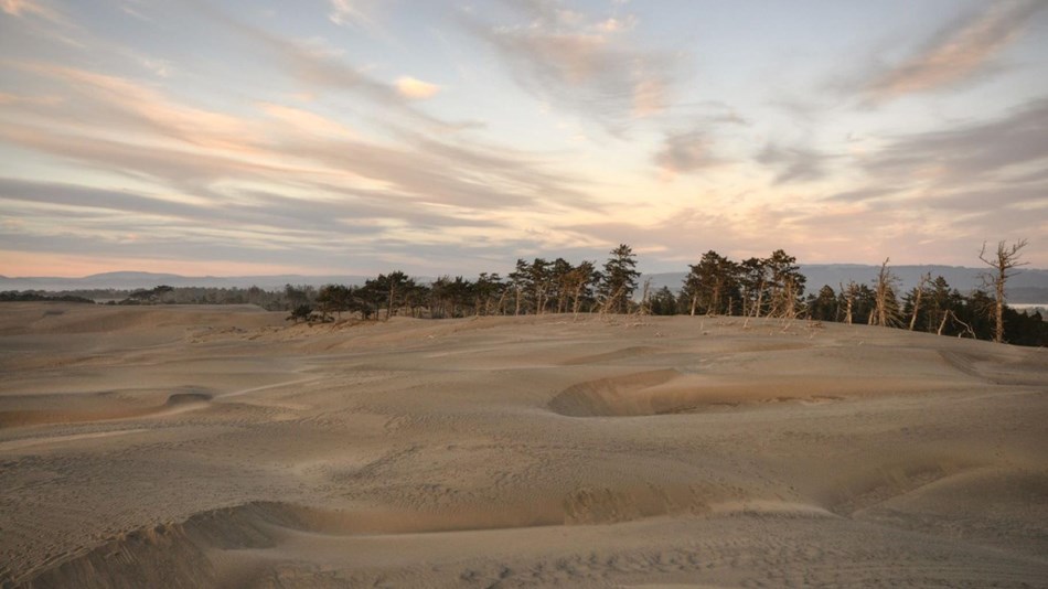 View of sand dunes in foreground and trees in background