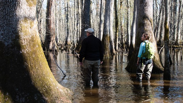 a man and a woman wading in a swamp surrounded by large cypress trees 