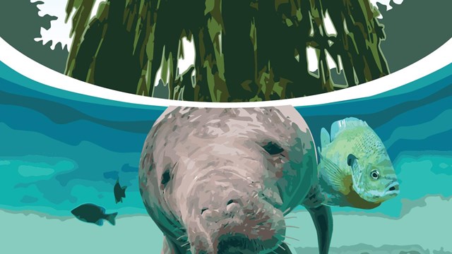 manatee and fish underwater