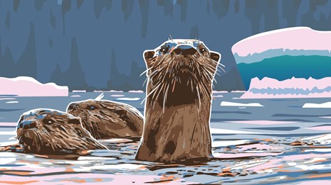 Three otters swimming with glacier and snow covered mountain in background